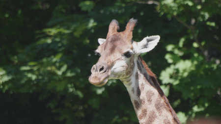 Beautiful giraffe stands tall in Moscow Zoo.の写真素材