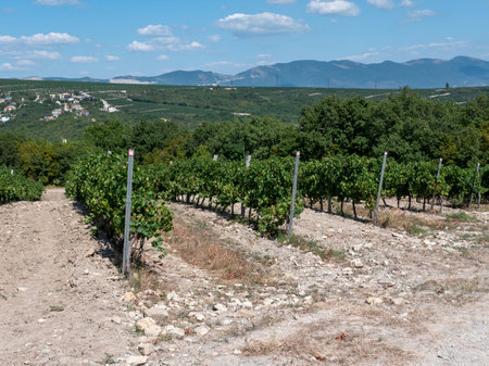 Rows of vineyards in early spring in Kuban.の写真素材