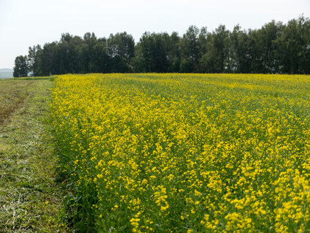 Yellow grain ready for harvest growing in a farm fieldの写真素材