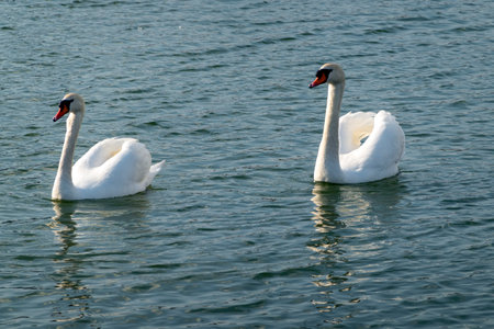 Two white swans in the lake with blue dark background.の写真素材