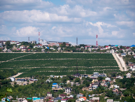 Rows of vineyards in early spring in Kuban.