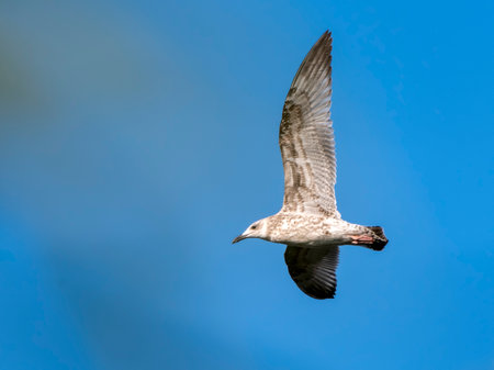Seagull flying with blue sky background. sky and bird bottom up view landscapeの写真素材