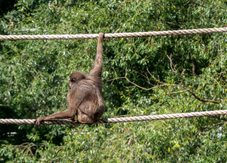 A chimpanzee monkey with long arms walks through vines in trees.