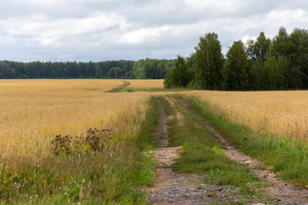 Empty countryside road through fields with wheat.の写真素材