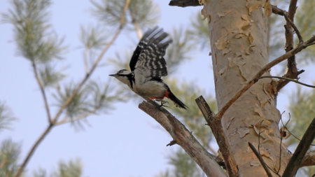 Great spotted woodpecker on a looking for food on a tree.の写真素材