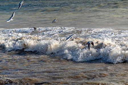 View of a stormy seascape of waves and the Black Sea.の写真素材
