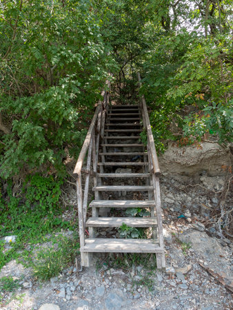 Beautiful wooden trail with stairs overgrown in ivy and tree.の写真素材