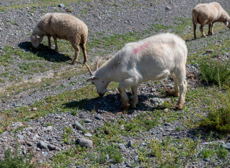 Group of sheep gazing, walking and resting on a green pasture in Altai mountains. Siberia, Russia.の写真素材