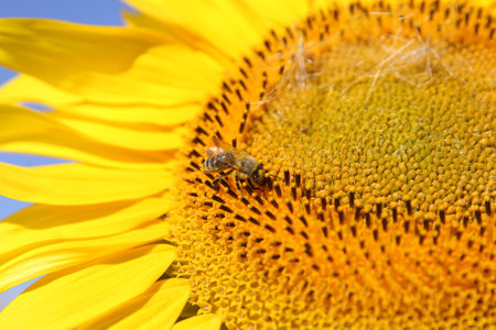 Field of blossoming sunflowers against the blue sky.の写真素材