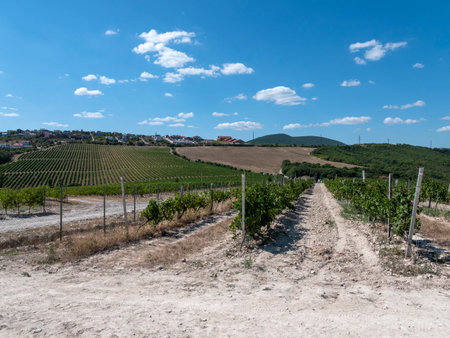 Rows of vineyards in early spring in Kuban.の写真素材