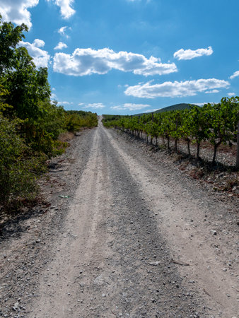 Rows of vineyards in early spring in Kuban.の写真素材