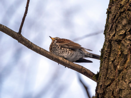 Forest bird thrush on the branch of an Apple tree.の写真素材