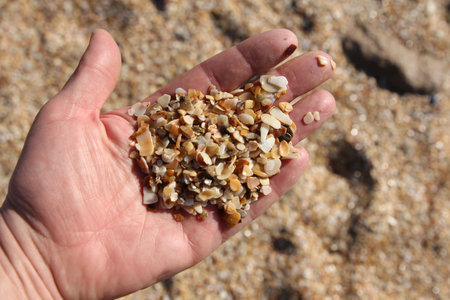 Girl holds a handful of sea shells.の写真素材