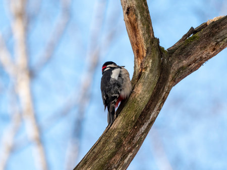 Great spotted woodpecker on a looking for food on a tree.の写真素材