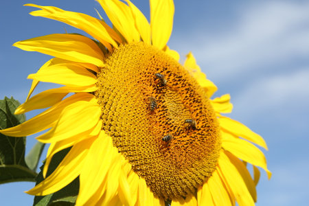 Field of blossoming sunflowers against the blue sky.の写真素材
