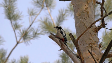 Great spotted woodpecker on a looking for food on a tree.の写真素材