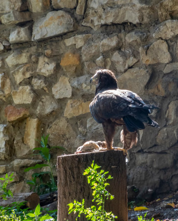 Bald Headed Eagle, close up shot with blurred background.