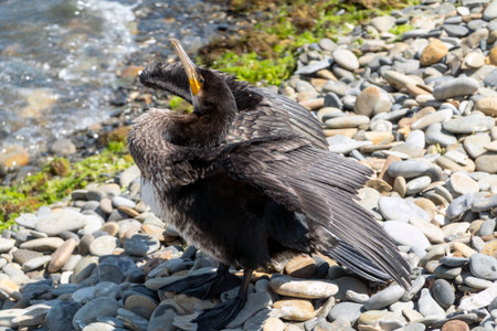 Large cormorant sitting on the shore of the Black Sea, spreading and drying its wings, showcasing coastal wildlife and natural seaside environment.の写真素材