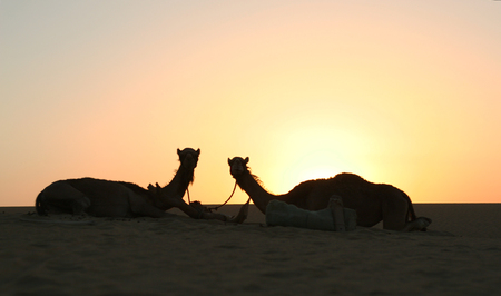 Camel at the desertの写真素材