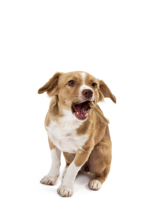 Portrait of mix breed dog eating boneの写真素材