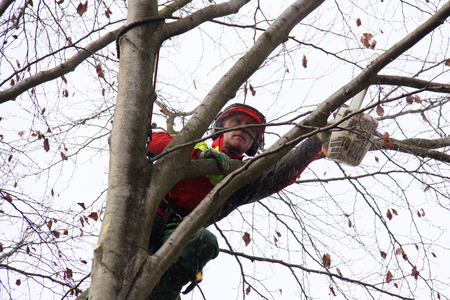 Forester at work