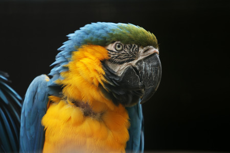 Parrot on black background portrait