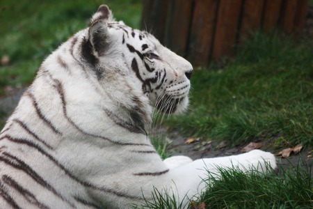 White tiger on the grassの写真素材