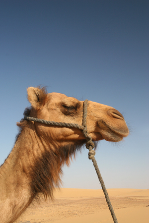 Camel in the desertの写真素材