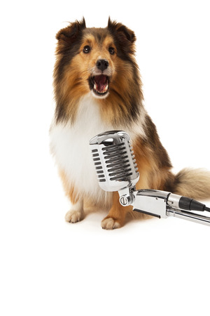 Portrait of dog in front of vintage microphone isolated over white backgroundの写真素材