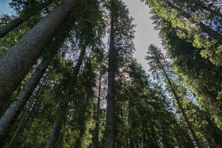 Beautiful Sunny Forest Against Sky At Summer.の写真素材