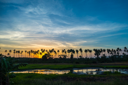 Beautiful Colorful Sunset Over Palm Trees And Field At Summer.の写真素材