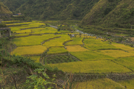 Beautiful stepped of rice terraces in Banaue, Philippinesの写真素材
