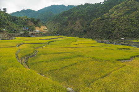 Beautiful Stepped Of Rice Terraces  In Banaue, Philippines At Summer.の写真素材