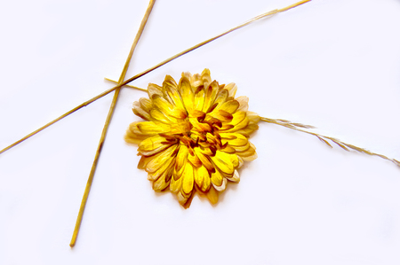 drawing bouquet of dried, desiccated, pressed leaves of plants collected,  pasted on watercolor paper,  roughage autumn fall leaf, painted wooden planks, isolated  object, illustrationの写真素材