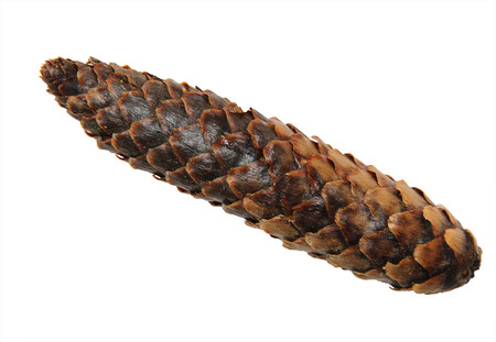 dried fall fir-cone, pine cone, cedar plants, isolated elements on white  background for scrapbook,...