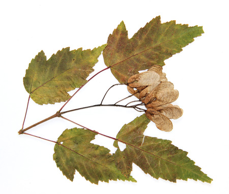dry leaf of green maple branch tree isolated leaves on white background for scrapbook, leaves and seeds object, autumn leafの写真素材