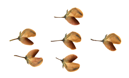 lupine yellow dry perspective, delicate pressed flowers and petals isolated on white background scrapbookの写真素材