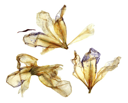 iris light yellow and blue dry perspective, delicate pressed flowers and petals isolated on white background scrapbookの写真素材