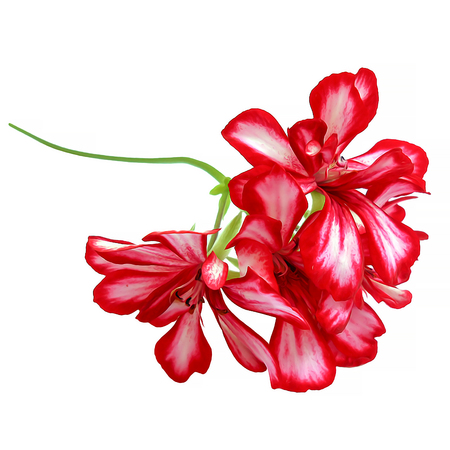 oil draw geranium perspective, paint fresh delicate flowers and petals of red hat with white veins pelargonium, isolated backgroundの写真素材