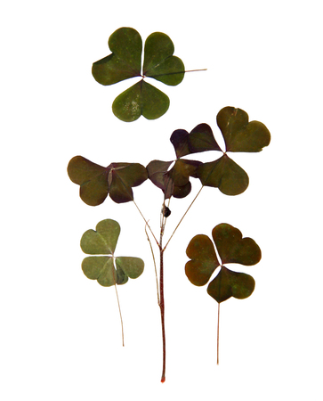 triangular dark green smooth leaves with no clearly defined structure, stem,  dry pressed delicate...