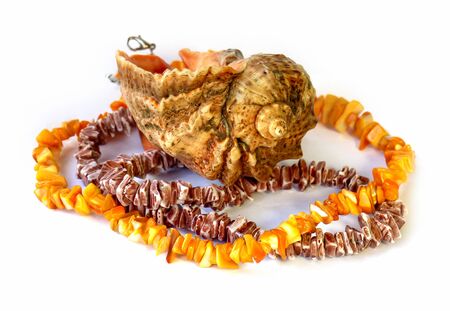 coral necklace, large shell on the rock on white backgroundの写真素材