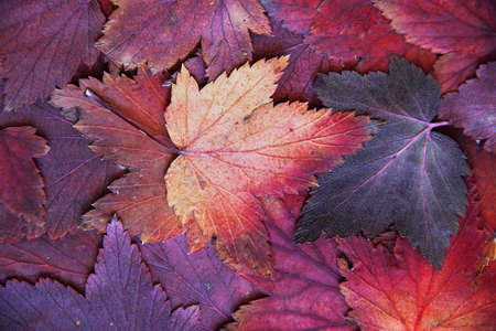 Autumn background of the dark maple leaves, illustration