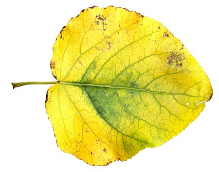 yellow and green huge poplar leaves fresh with streaksの写真素材