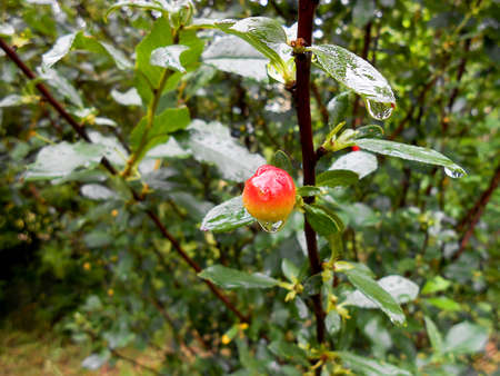 oil paint flowers with rain drops on the lawn. Summer landscape illustrationの写真素材