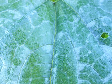photo manipulation oil paint  background of a huge green leaf pumpkin with veins and drops of dew