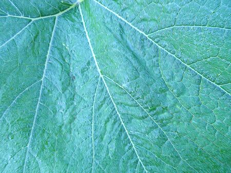 photo manipulation oil paint  background of a huge green leaf pumpkin with veins and drops of dew