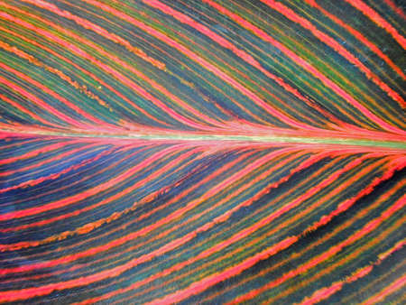 photo manipulation oil paint  background of a huge multicolor leaf with veinsの写真素材