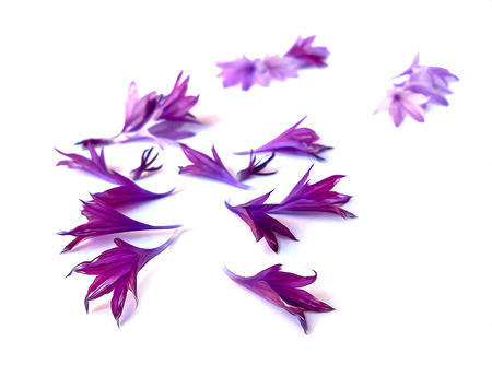 photo manipulation oil paint  purple cornflower perspective,  delicate flowers and petals isolated on white backgroundの写真素材