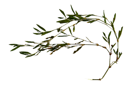 dry knotweed terry carved leaf grass isolated on whiteの写真素材