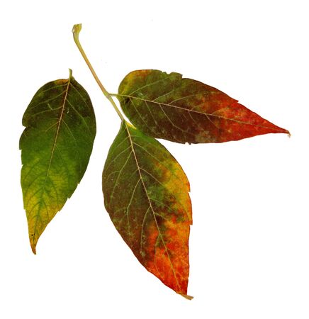 Autumn Siberian colorful maple pressed leaves  on a white background